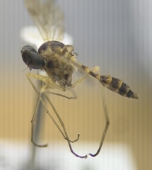 Rhagionidae