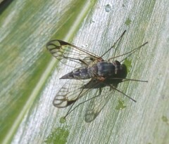 Chrysopilus mackerrasi