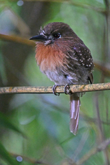 Malacoptila mystacalis