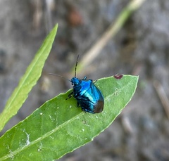 Zicrona caerulea