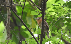 Malacoptila mystacalis