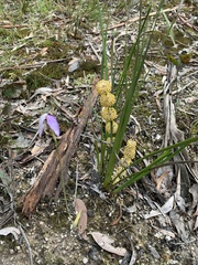 Lomandra multiflora multiflora