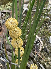 Lomandra multiflora multiflora