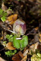 Corybas walliae