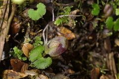 Corybas walliae