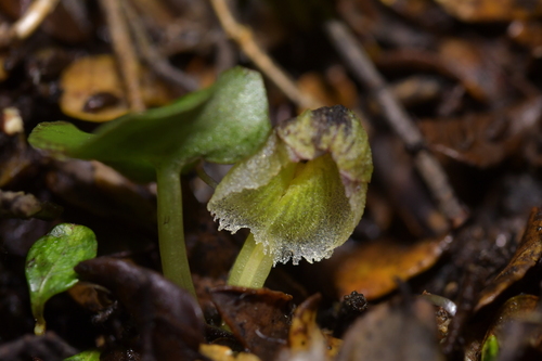 Image of Corybas walliae by (c) Christopher Stephens, some rights reserved (CC BY-SA)