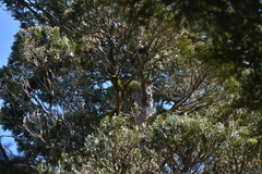 Libocedrus bidwillii