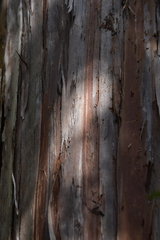 Libocedrus bidwillii