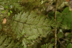 Hymenophyllum demissum