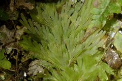 Hymenophyllum demissum