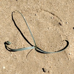 Hesperocallis undulata