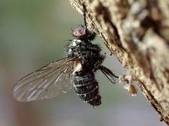 Entomophthora