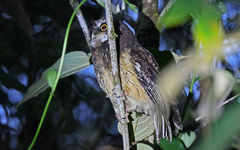 Megascops albogularis