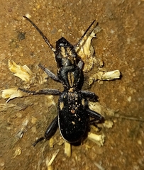 Anthia limbata