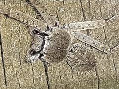 Isopedella