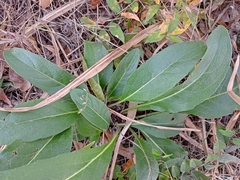 Silphium radula