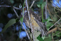 Megascops albogularis