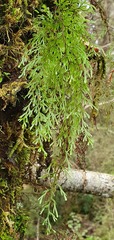 Hymenophyllum multifidum