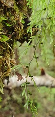 Hymenophyllum multifidum