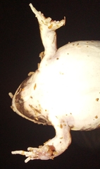 Tomopterna cryptotis