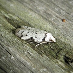 Philobota transversella