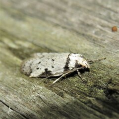 Philobota transversella