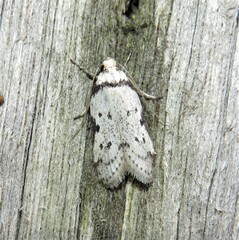 Philobota transversella