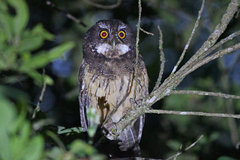 Megascops albogularis