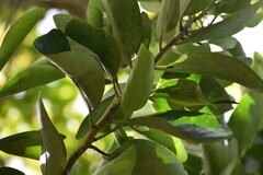 Griselinia lucida