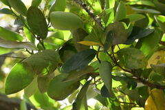 Griselinia lucida