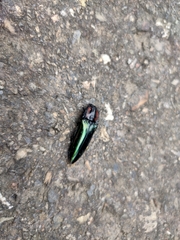 Campsosternus watanabei