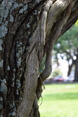 Griselinia lucida