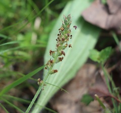 Plantago hispida
