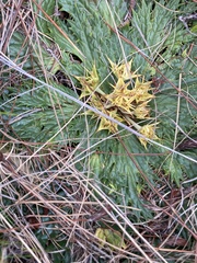 Arctopus echinatus