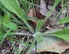 Plantago hispida
