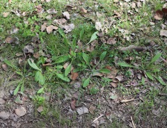 Plantago hispida