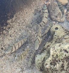Acanthurus triostegus