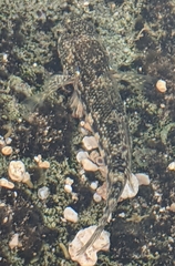 Bathygobius cocosensis