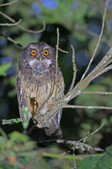 Megascops albogularis