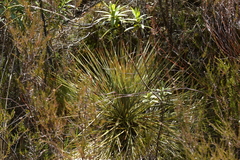 Aciphylla squarrosa