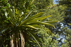 Cordyline indivisa
