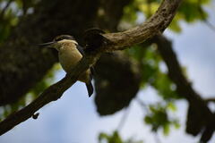 Todiramphus sanctus vagans