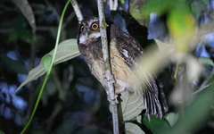 Megascops albogularis