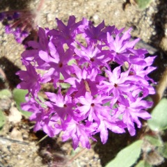 Abronia villosa villosa