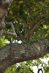Griselinia lucida