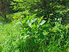 Fraxinus excelsior