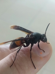 Polistes sagittarius