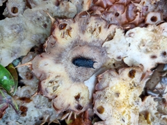 Velutinodorcus carinulatus