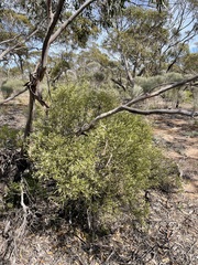 Geijera linearifolia