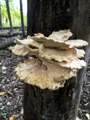 Laetiporus